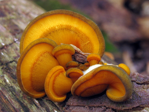 Panellus serotinus
