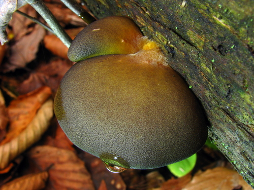 Panellus serotinus