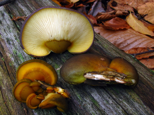 Tricholomataceae