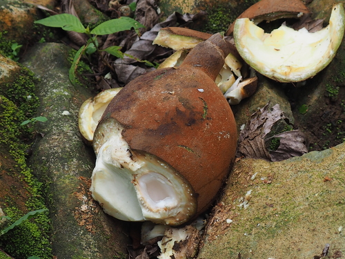Achariaceae