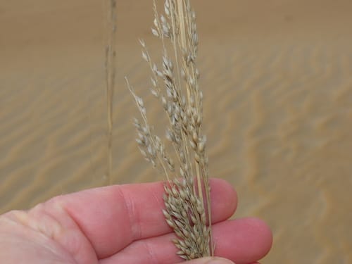 Panicum amarum