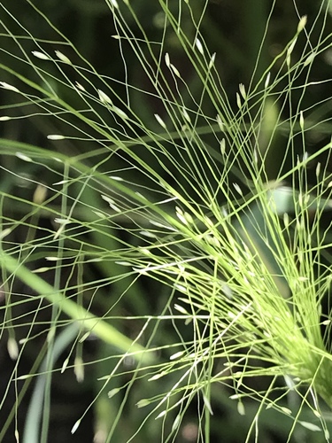 Panicum capillare