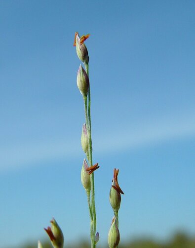 Panicum decompositum