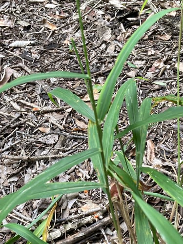 Panicum deustum