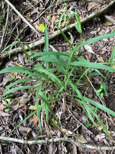 Panicum deustum