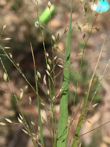 Panicum effusum