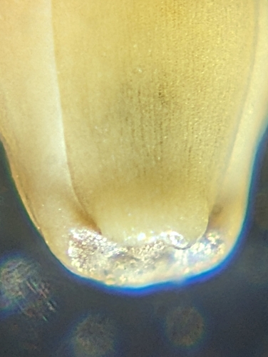 Panicum hirticaule