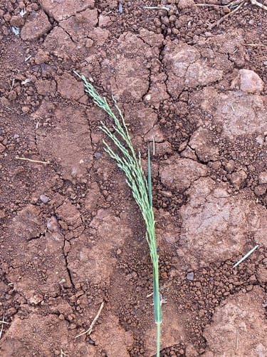Panicum laevinode