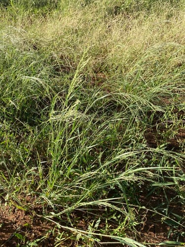 Panicum laevinode