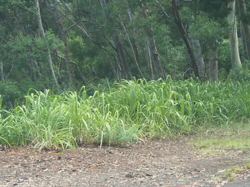 Panicum maximum