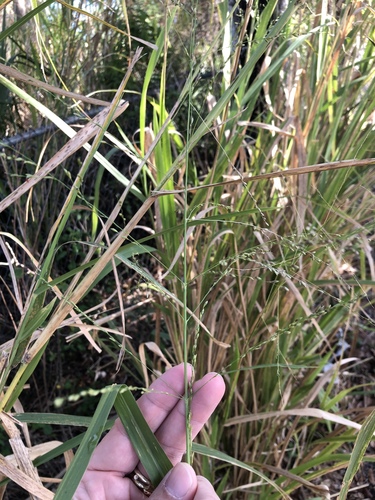 Panicum maximum