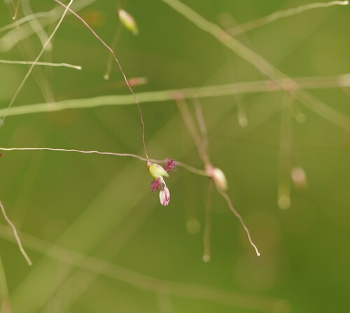 Panicum mindanaense