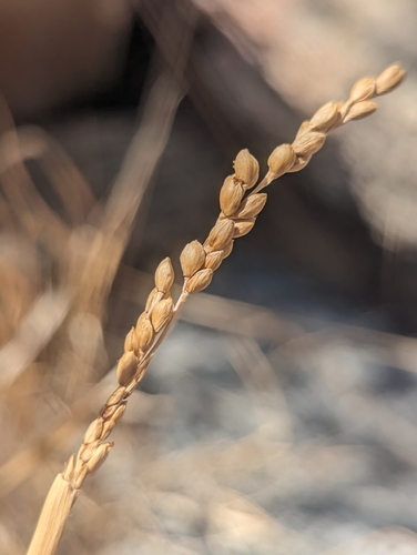 Panicum obtusum