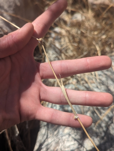 Panicum obtusum