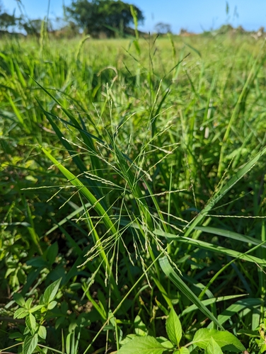 Panicum paludosum