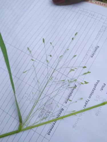 Panicum pansum