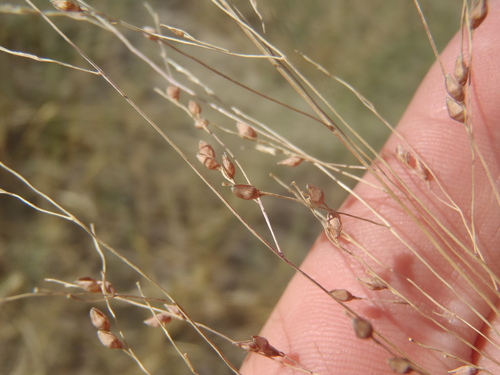 Panicum sonorum