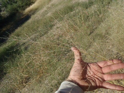 Panicum sonorum