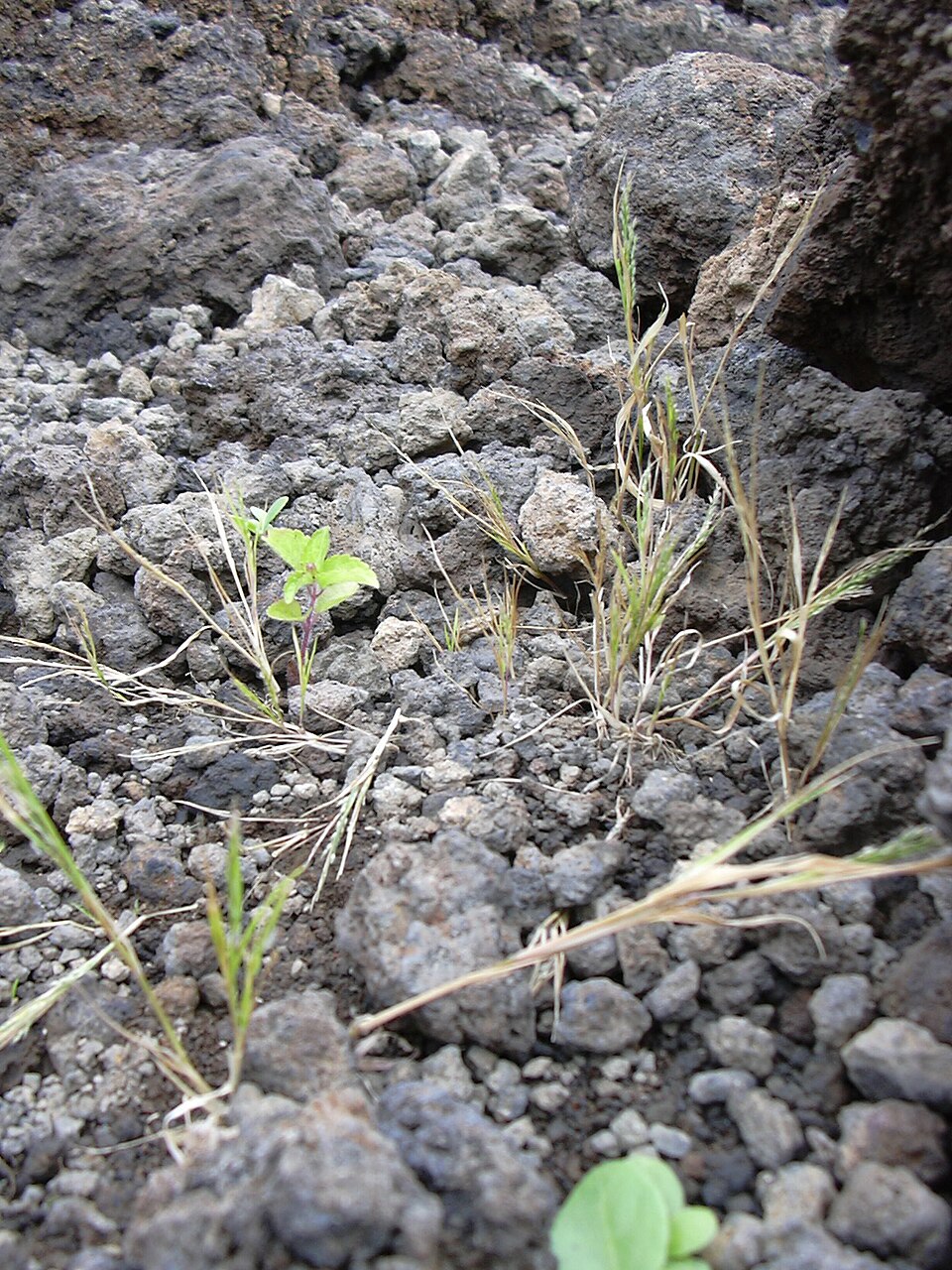 Panicum sp.