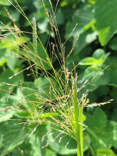 Panicum subalbidum