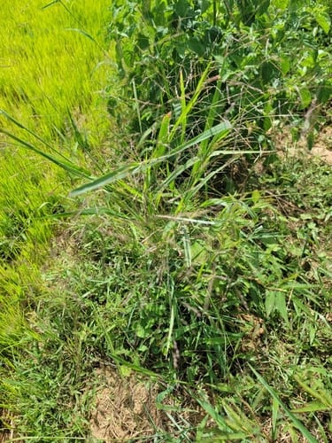 Panicum subalbidum