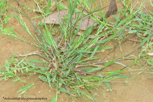Panicum sumatrense