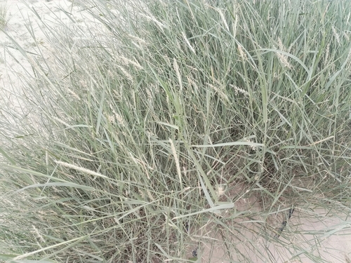 Panicum turgidum