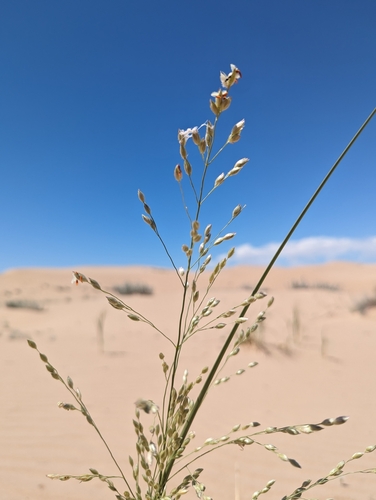 Panicum urvilleanum