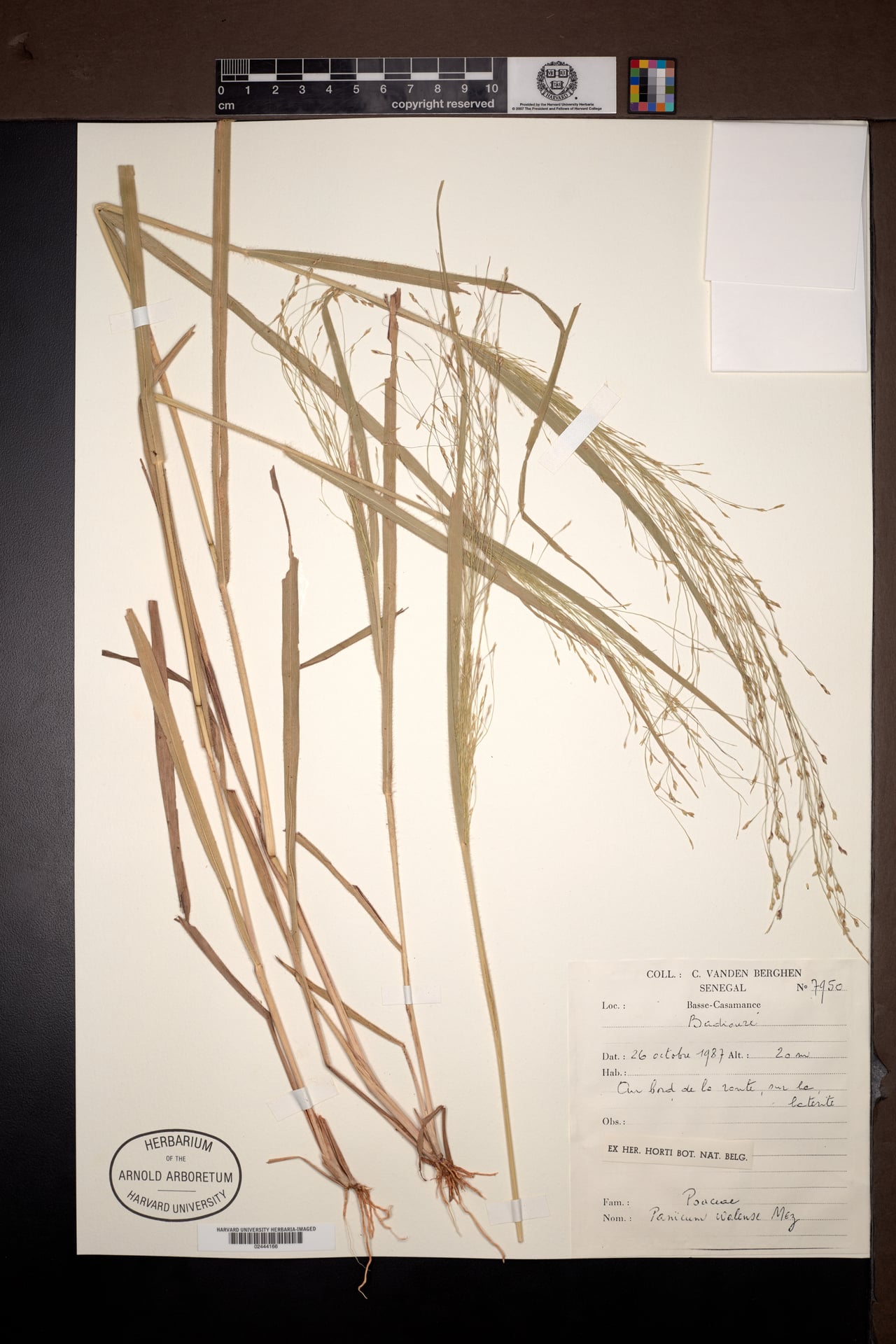 Panicum walense