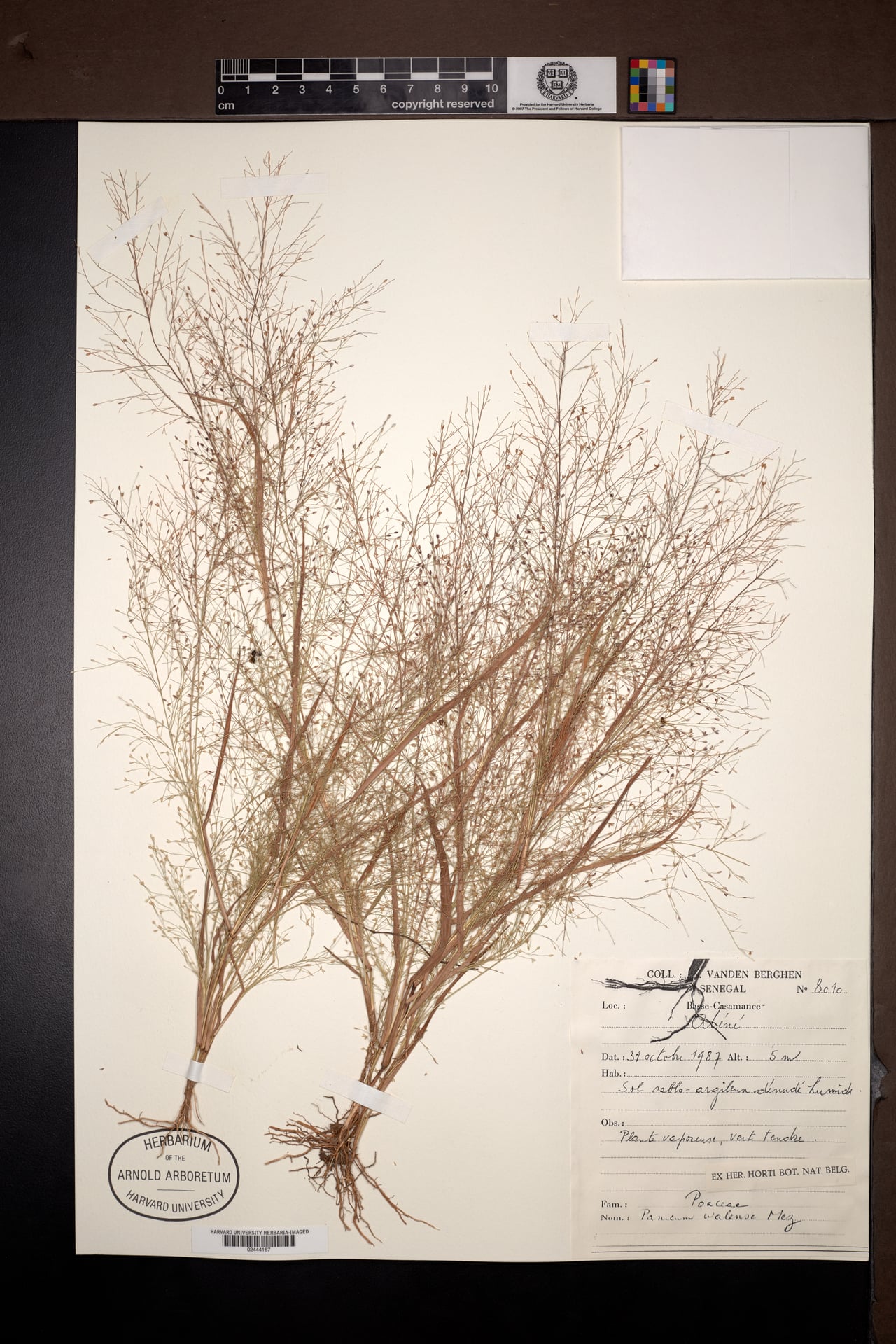 Panicum walense