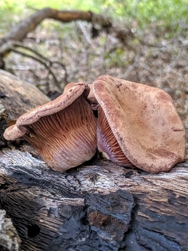 Panus conchatus
