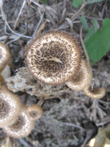 Panus crinitus