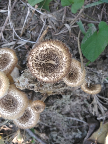 Panus crinitus