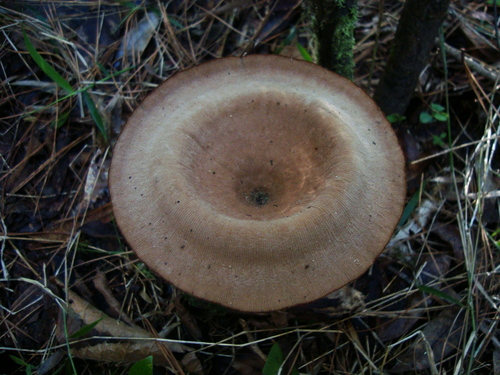 Panus fulvus