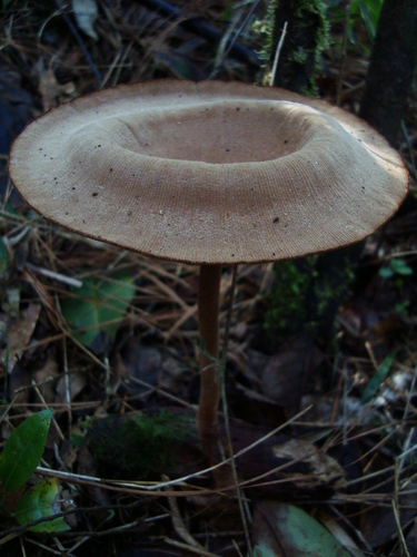 Panus fulvus