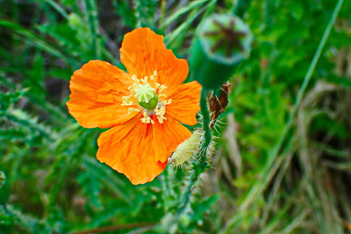Papaver aculeatum