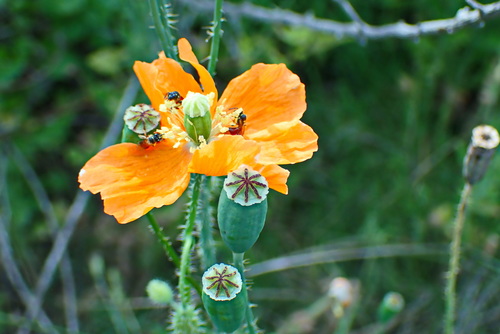 Papaver aculeatum