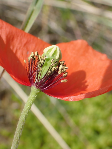 Papaver dubium