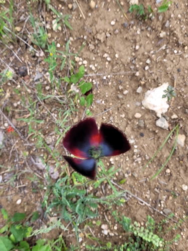 Papaver macrostomum