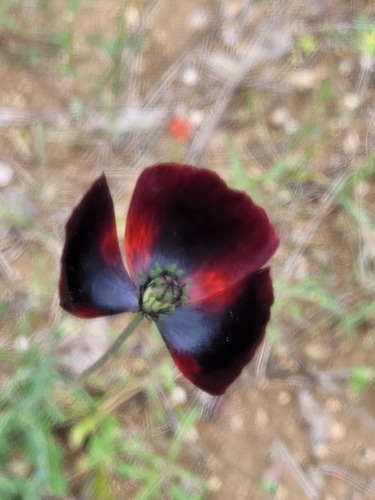 Papaver macrostomum