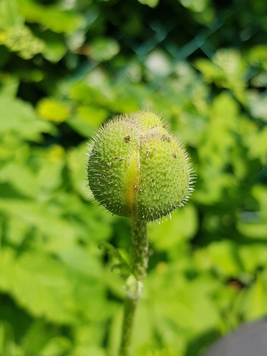 Papaver orientale