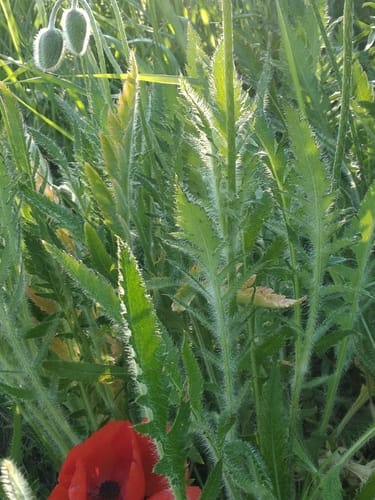 Papaver setiferum