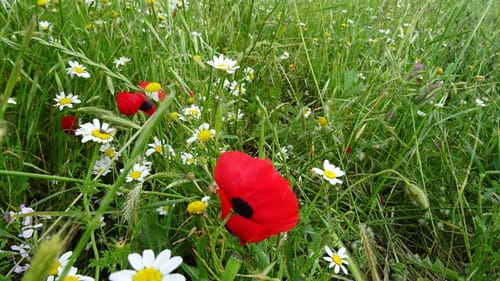Papaver syriacum
