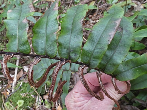 Parablechnum procerum