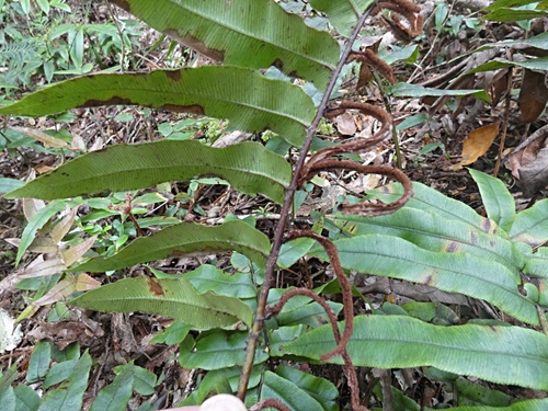 Parablechnum procerum