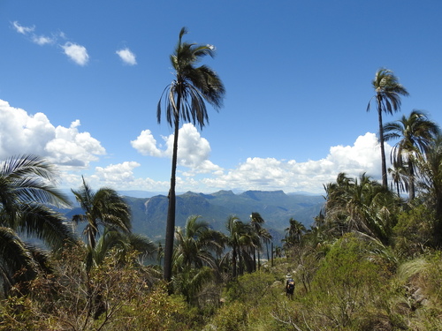 Parajubaea torallyi