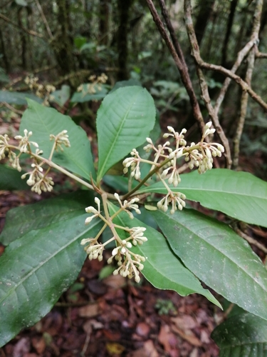 Parathesis leptopa