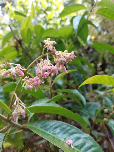 Parathesis villosa