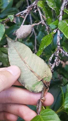Parinari campestris
