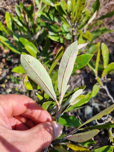 Parinari capensis
